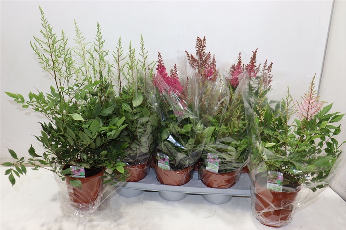 <h4>Astilbe Overig Mixtray</h4>