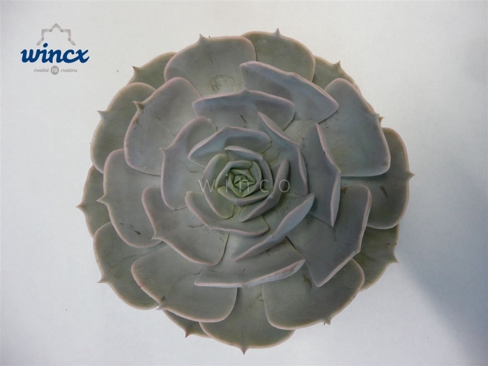 Echeveria Pollux Cutflower Wincx-10cm