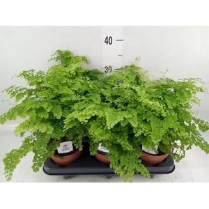 Adiantum raddi. 'Fritz-Luthi'