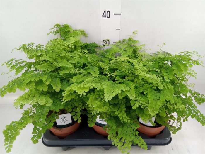 <h4>Adiantum raddi. 'Fritz-Luthi'</h4>