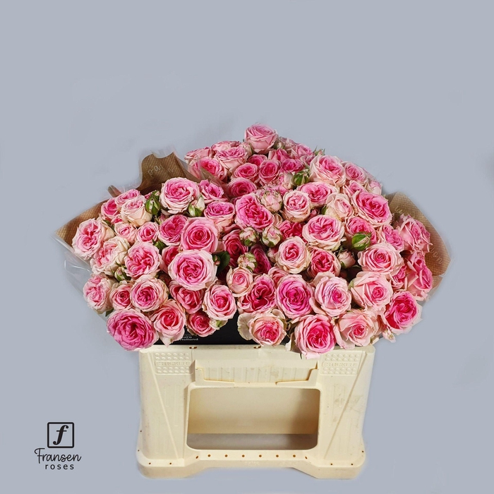 <h4>Rosa TR 'Kate-lynn' FRANSEN</h4>