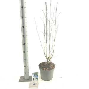 Hibiscus syriacus White Chiffon