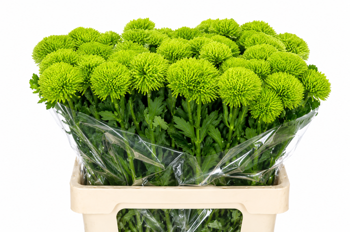 <h4>Dianthus Br Kiwi Mellow</h4>