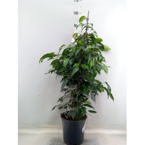 Ficus benja. 'Danielle'