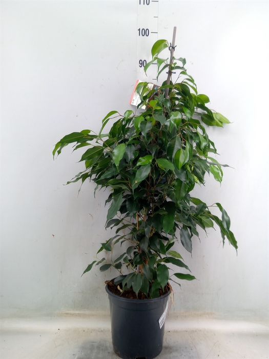<h4>Ficus benja. 'Danielle'</h4>