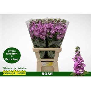 MATTHIOLA INCANA 'MILLA ROSE'