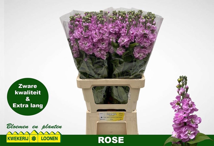 <h4>MATTHIOLA INCANA 'MILLA ROSE'</h4>