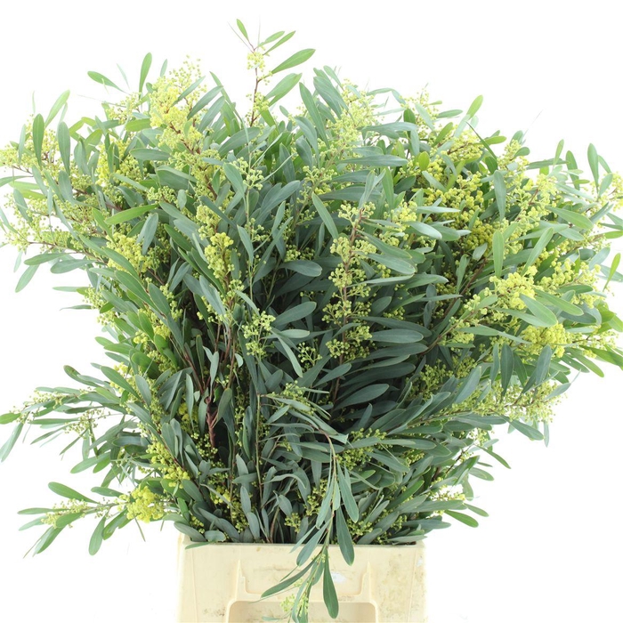 <h4>Mimosa Glauca 200 Gram</h4>