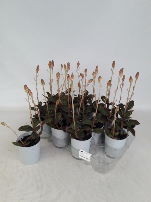 <h4>LUD DISCOLOR</h4>