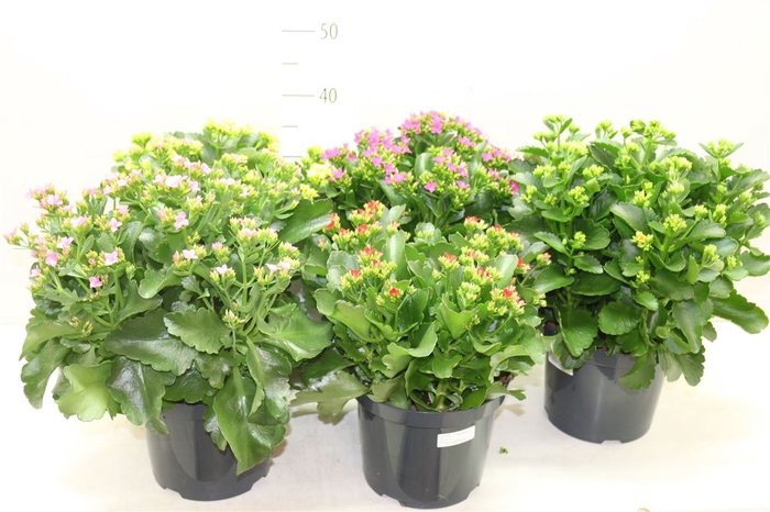 Kalanchoe Bl Mix Kar