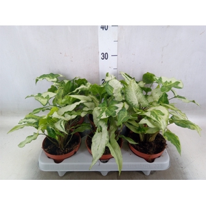 Syngonium   ...
