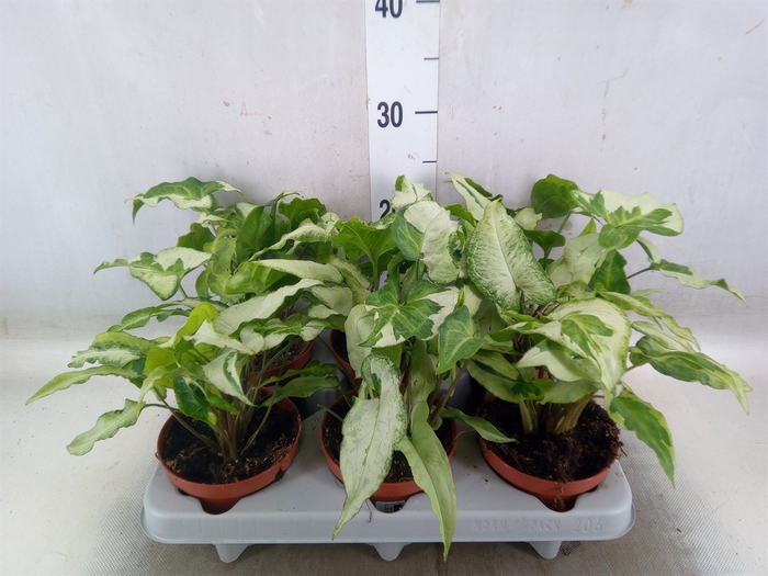 <h4>Syngonium   ...</h4>