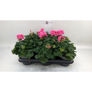 Pelargonium zona.   ...F1