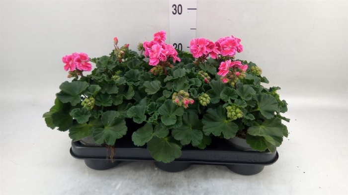 <h4>Pelargonium zona. ...F1</h4>
