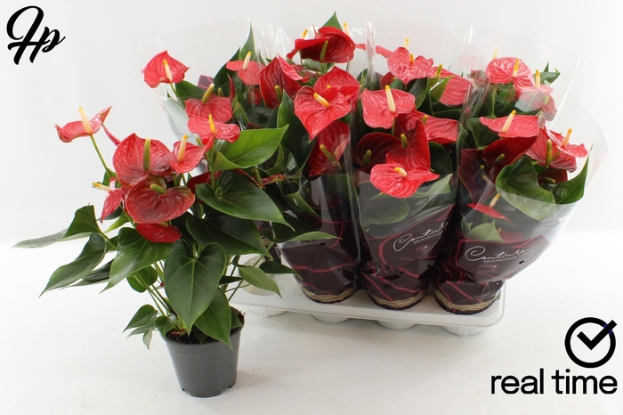 <h4>ANTHU AN ESUDO</h4>