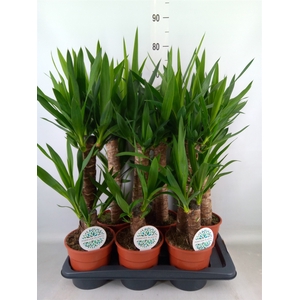 Yucca   ...