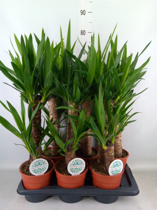 <h4>Yucca   ...</h4>