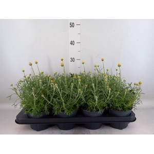 Rhodanthemum hosm. 'Zagora Yellow'