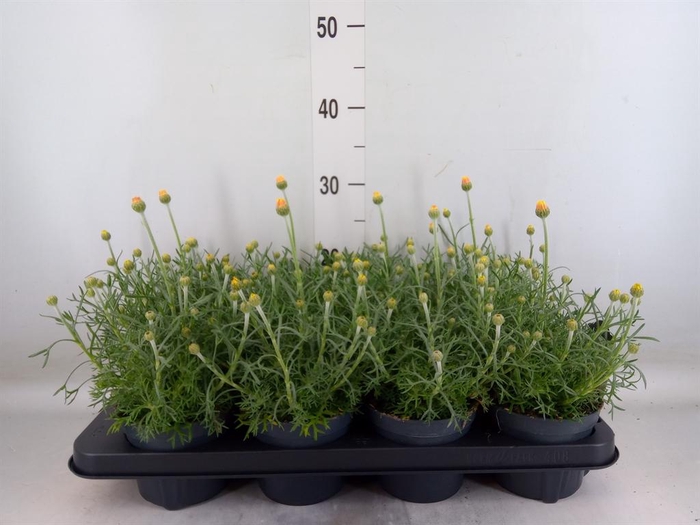 <h4>Rhodanthemum hosm. 'Zagora Yellow'</h4>