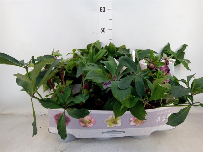 <h4>Helleborus ori.</h4>