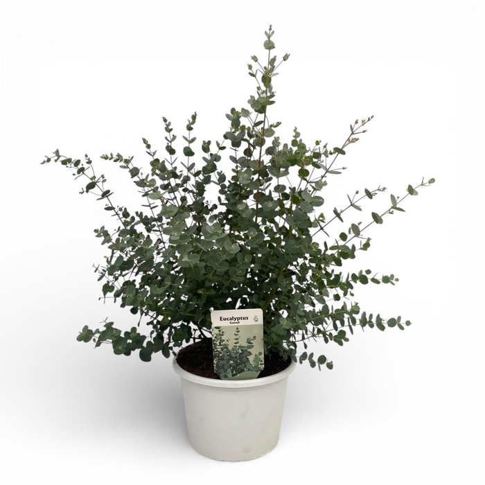 <h4>Eucalyptus Gunnii</h4>