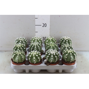 Echinopsis Multiplex