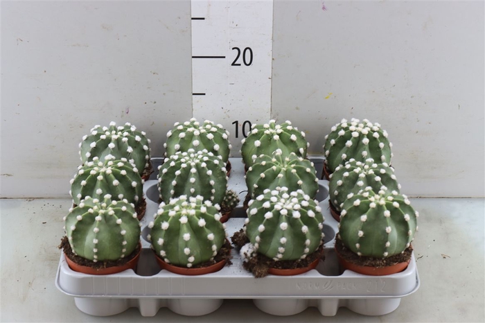 <h4>Echinopsis Multiplex</h4>