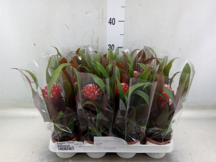 <h4>Guzmania  'Priscilla'</h4>