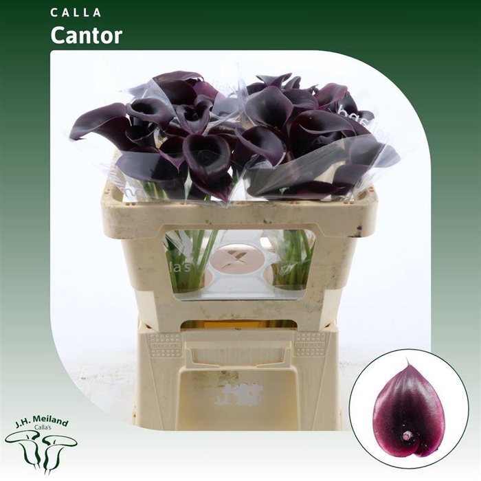 <h4>Calla Cantor</h4>