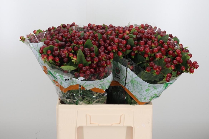 <h4>Hyp Mag Cherry</h4>