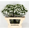 Dianthus Br White Duke