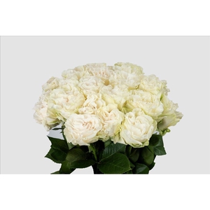 Rosa ec cotton xpression