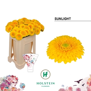 Germini Pomponi Sunlight Water/Hoes x80