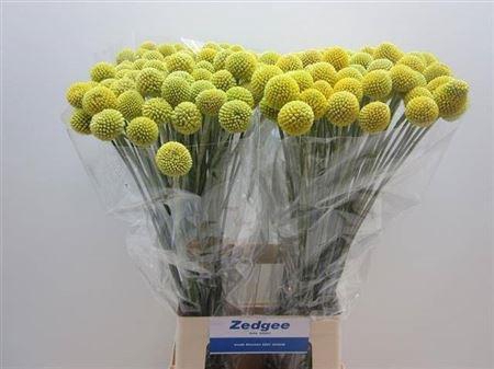 <h4>Cras Ov Geel 70cm</h4>