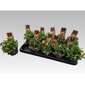 GAULTH PR CIAO B WHI