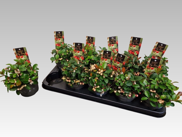 <h4>GAULTH PR CIAO B WHI</h4>