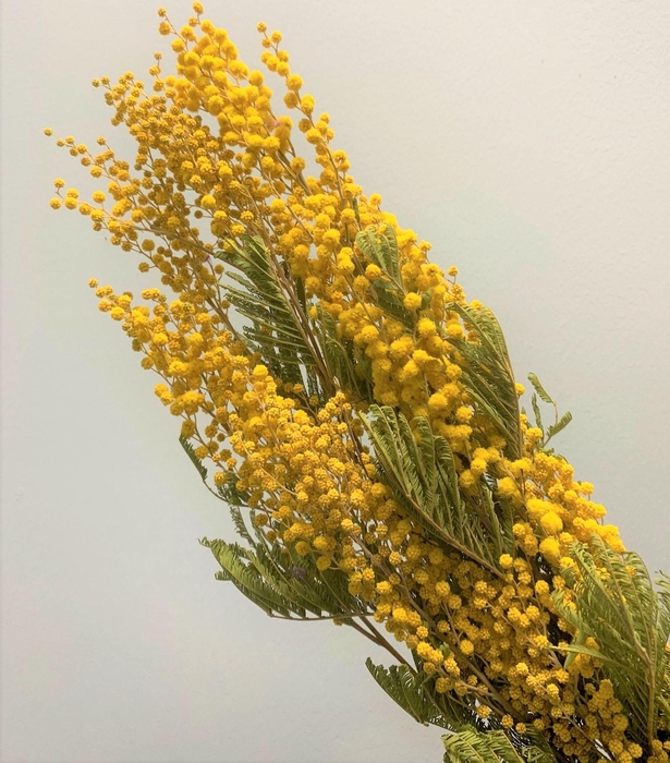 <h4>Dried Mimosa</h4>