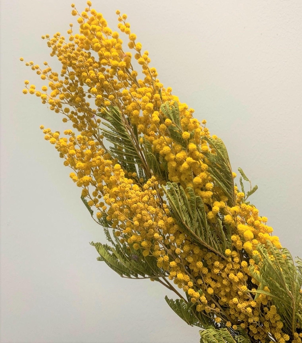 <h4>Dried Mimosa</h4>