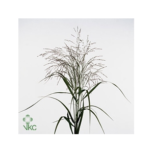 Siergras Panic Vi Warrior