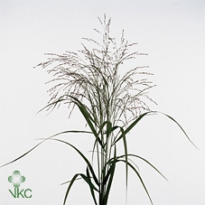 <h4>Siergras Panic Vi Warrior</h4>