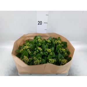 Kalanchoe blos.   ..