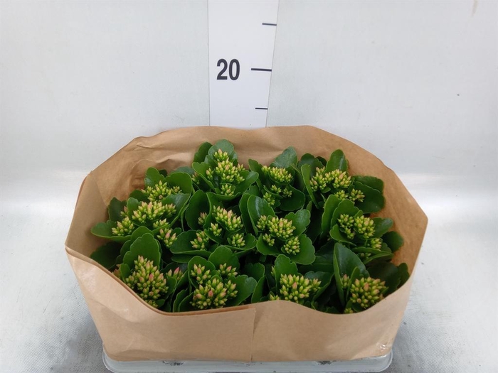 <h4>Kalanchoe blos.   ..</h4>