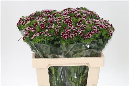 <h4>Di Barb King Bre</h4>