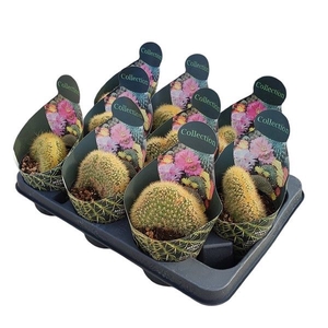 CACTUS OV