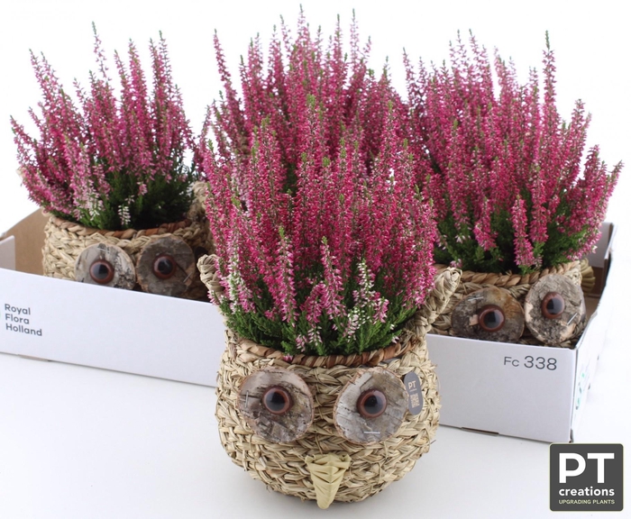 <h4>ARR TUINPLANTEN</h4>
