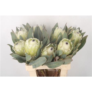 Protea Polar Express