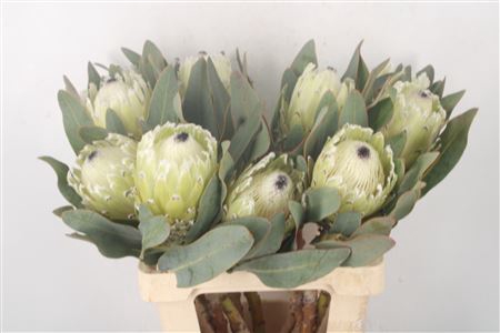 <h4>Protea Polar Express</h4>