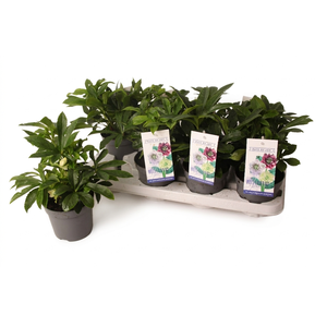 Helleborus orientalis 'White Spotted' (rauw)