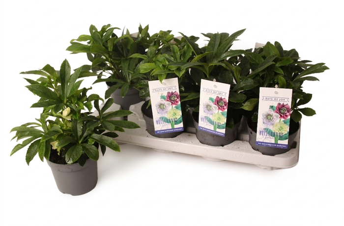 <h4>Helleborus orientalis 'White Spotted' (rauw)</h4>