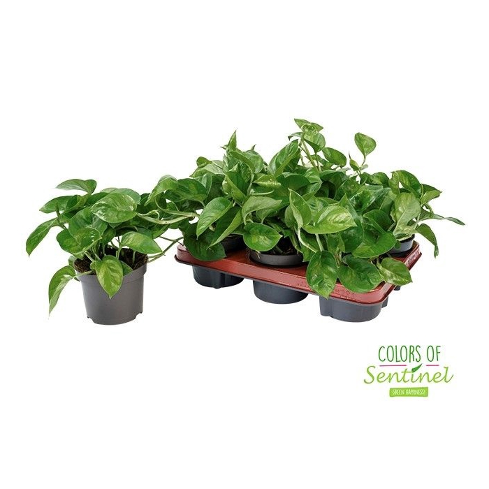 <h4>Epipremnum pinnatum Global Green 12Ø 20cm</h4>